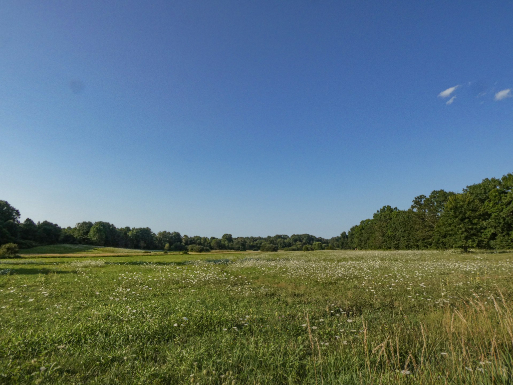 green grass field scenery